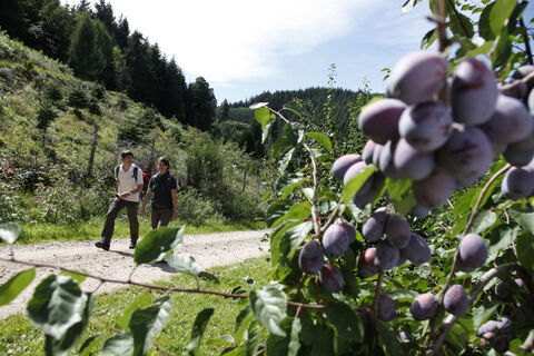 Durch die Obstplantagen