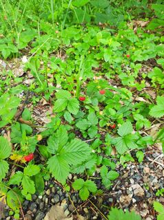 Foto van stuebi langs de tour
