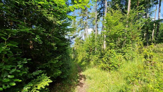 Fotografia z EP87 na trase