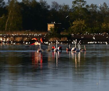 Radroute Flamingoroute - Flamingos Zwillbrockervenn