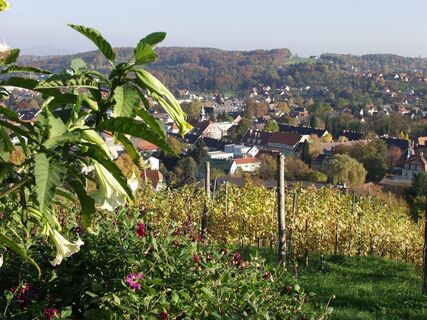 Weinberg mit Blick auf Deutschlandsberg