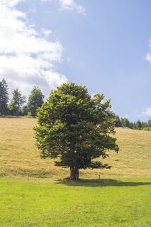 Baum beim Franzosenberg in Muggenbrunn