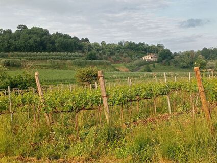 Fotografija s spletne strani simone ravasi na poti