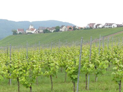 Ausblick auf den Hohenhaslacher Kirchberg
