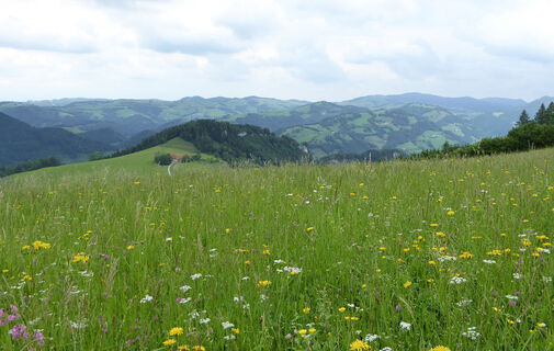 Hohe Dirn