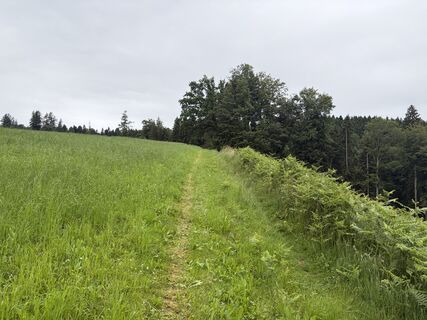 Photo de Beat A Wicki le long du parcours