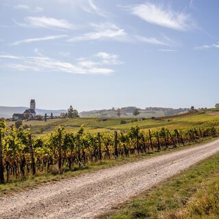 Weg von Oberhallau nach Hallau