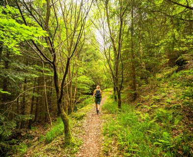 Herrlich Grün ist es rund um die Hohe Warte