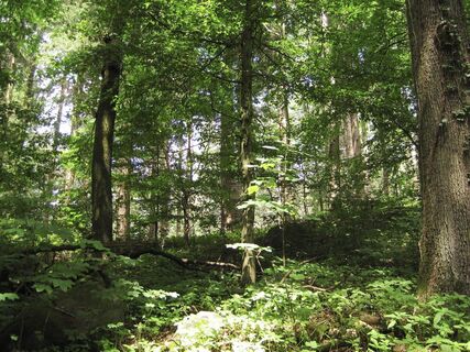 Blick in den Wald