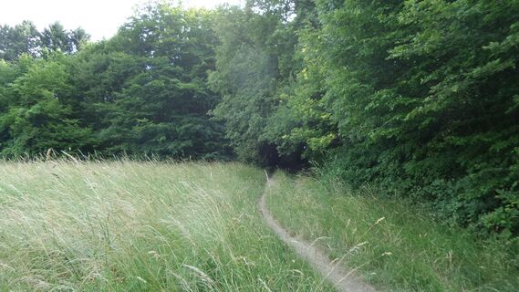 Singletrailanfang Weidling