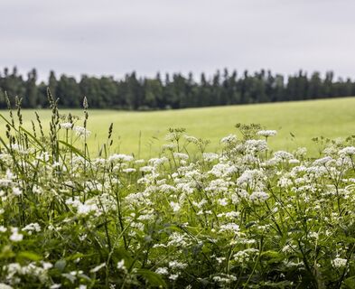 Von St Peter nach St Märgen