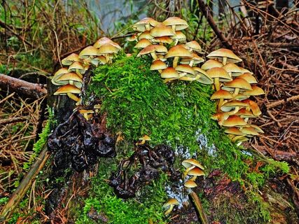 Ohrdruf Rauchblättrige Schwefelköpfchen Kolonie