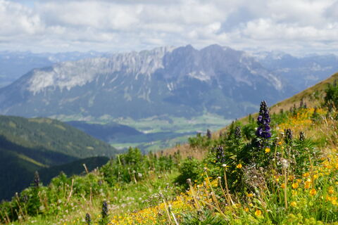 Grimming mit Eisenhut