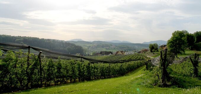 Apfelgärten, Gemeinde Etzersdorf-Rollsdorf, Oststeiermark