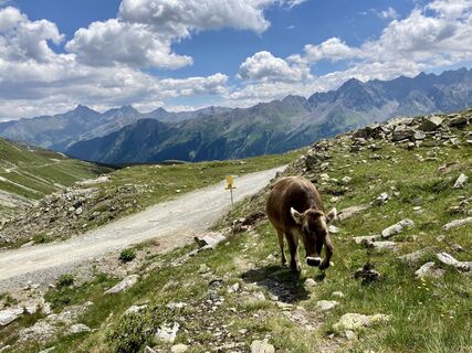Freundliche Begleitung am Fahrweg
