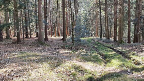 1.5 km Waldstraße zur Markierung hin verlassen