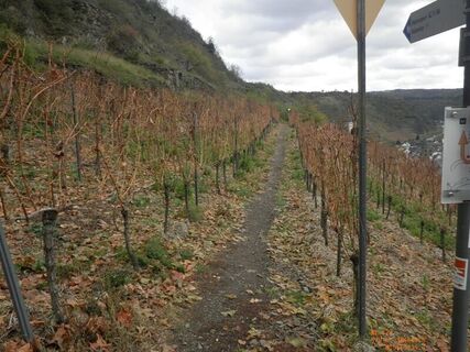 Mitten durch die Hatzenporter Weinberge