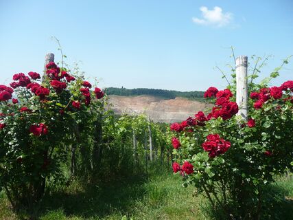 Vulkanland, Weinland, Blumenland
