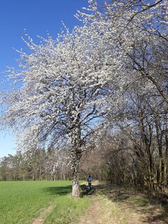 Baumblüte