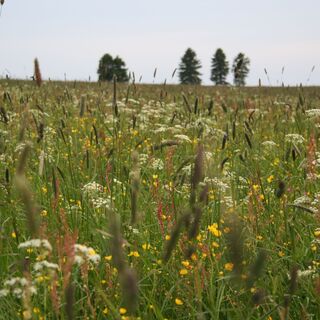 Bergwiesen um Neustadt am Rennsteig