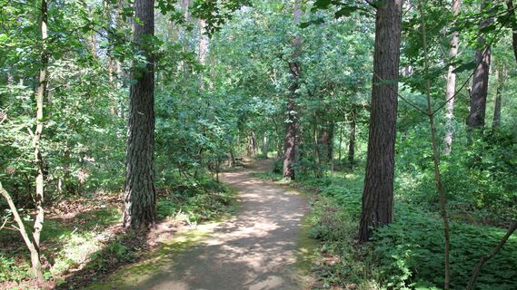 Waldweg am Rollstuhlwanderweg