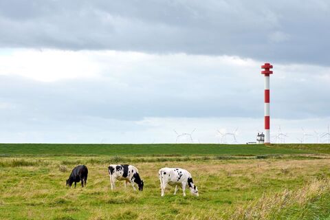 Kühe in Kehdingen