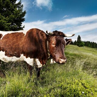 Pinzgauer Rind auf einer Almwiese