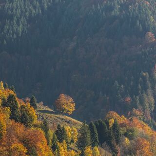 Wald bei Todtnau-Gschwend