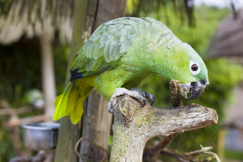 Vogelpark Heiligenkirchen