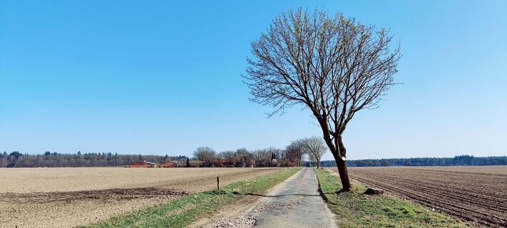 Asphaltweg mit markantem Baum bei Solchstorf