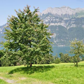 Walensee mit Churfirsten