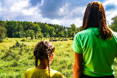 Blick auf die Auerochsen