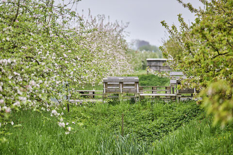 Obstplantage im Alten Land