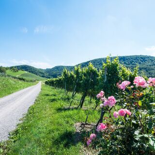 Osterfingen_Reben_Rosen_August