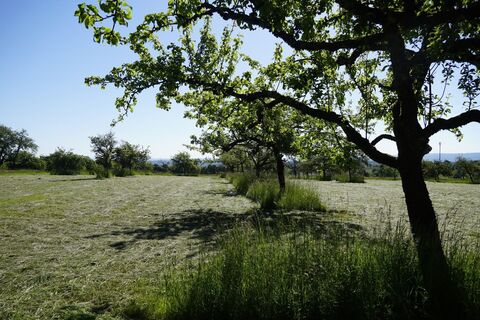 Streuobst bei Völkersbach