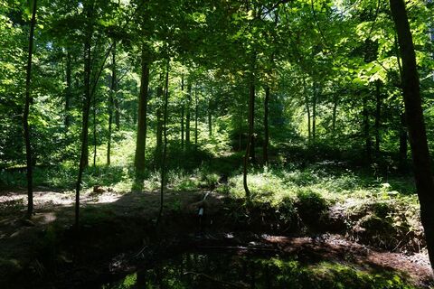 Schöne Waldwege durchziehen die Tour