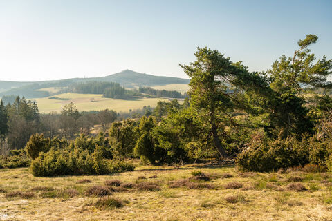 Ausblick in die Eifel und auf Wacholder am Traumpfad Bergheidenweg