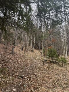 Fotografija s spletne strani zizi a na poti