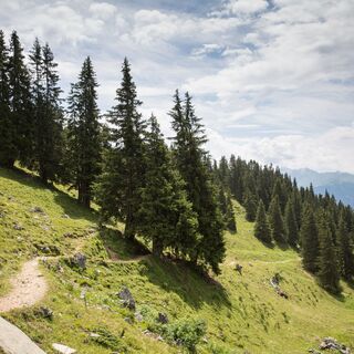 Der Weg führt über Wurzeln, Stock und Stein und durch den Wald
