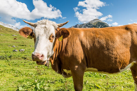 Kuh auf der Kallbrunalm