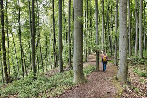 Wir wandern durch den Buchenwald