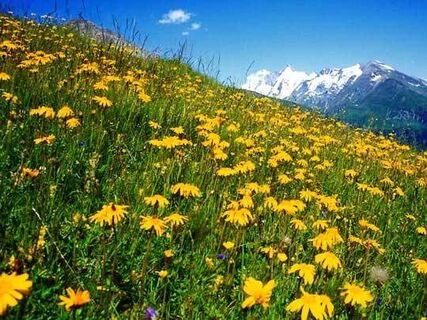 Wunderschöne Blumenwiese an der Großglockner-Hochalpenstraße.
