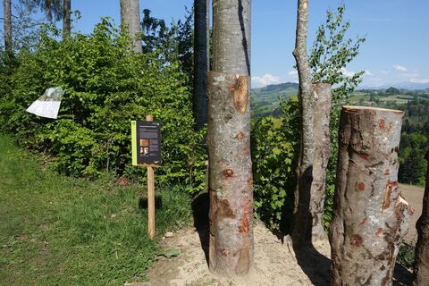 Baumstämme - Bannholz