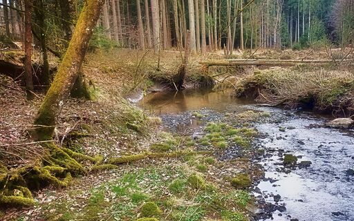 Der Pladenbach im Stierlingwald