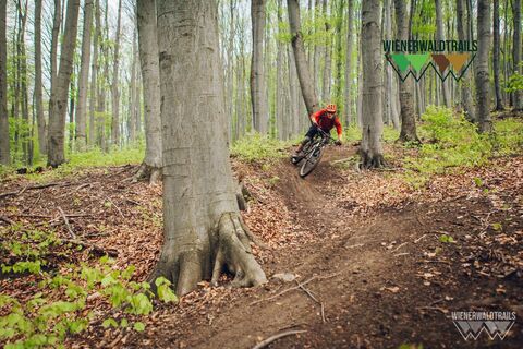 Sauberg Trail