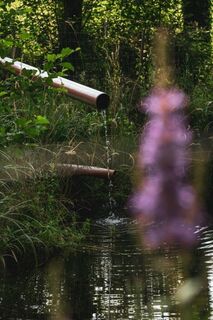 Teich