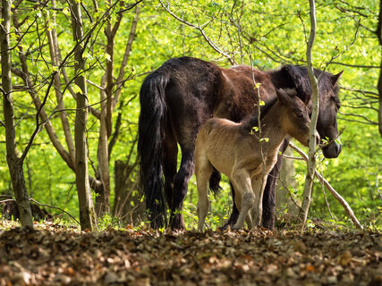 Exmoorponys im Hutewald