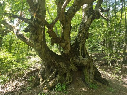 Photo de Làszló Visi le long du parcours