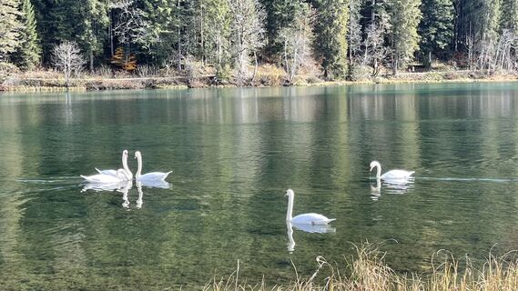 Fotografija s spletne strani schuru na poti