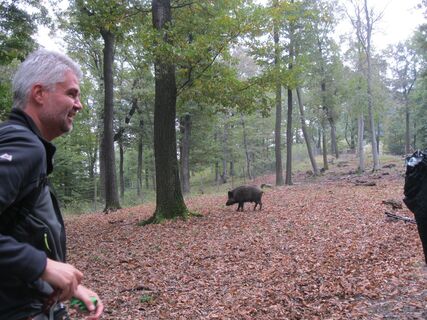 Lainzer Tiergarten